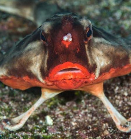 Picture 10 of the Strangest Yet Fascinating Animal Evolutions