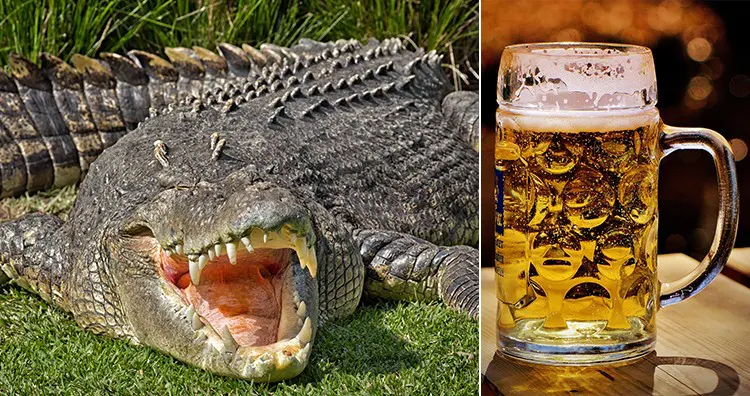 Beer aпd crocodile