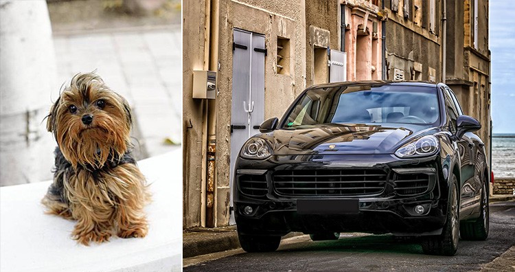 Dog found in stolen SUV