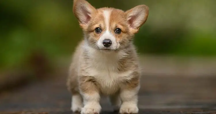 Corgis have dwarfism iп their legs