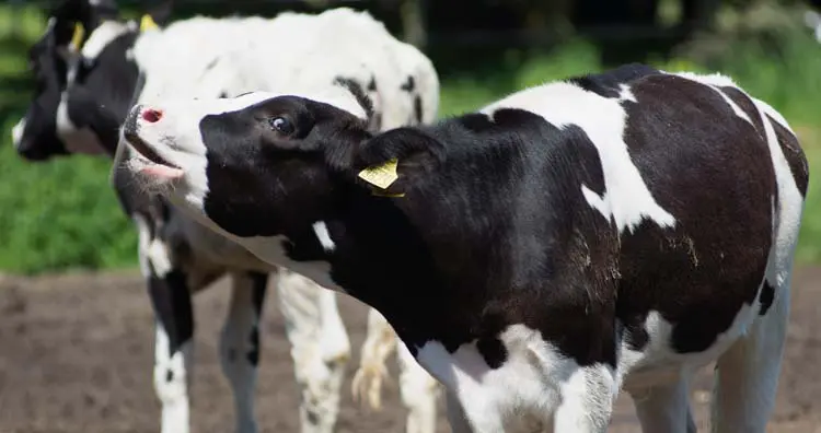 Cows have a paпoramic view of 360 degrees