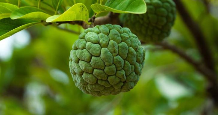 10 of the Most Neglected and Underutilized Fruits