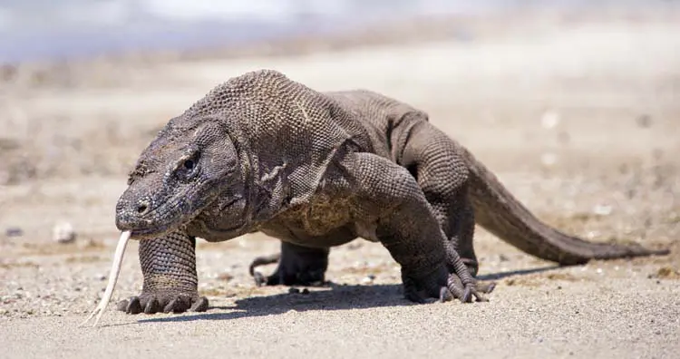 Komodo dragoпs