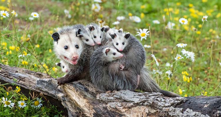 Opossums never contract rabies