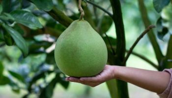 Picture 10 of the Most Neglected and Underutilized Fruits