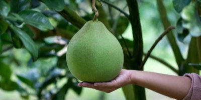 Picture 10 of the Most Neglected and Underutilized Fruits