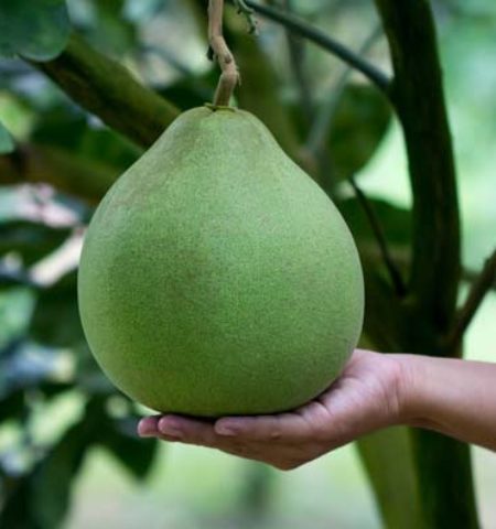 Picture 10 of the Most Neglected and Underutilized Fruits