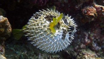 Picture 10 of the Weirdest Creatures Found in the Deep Sea