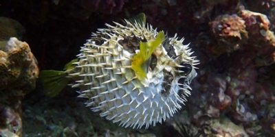 Picture 10 of the Weirdest Creatures Found in the Deep Sea