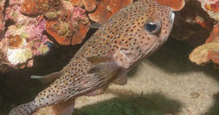 Spotted porcupinefish