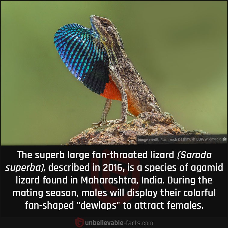 An interesting fact about the fan-throated lizard