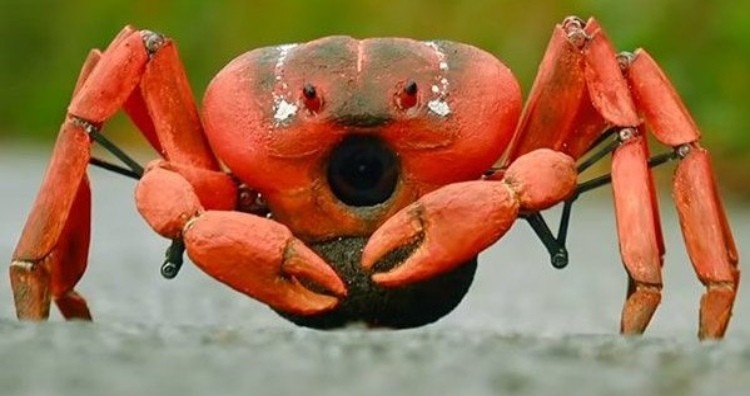 Crab Robot
