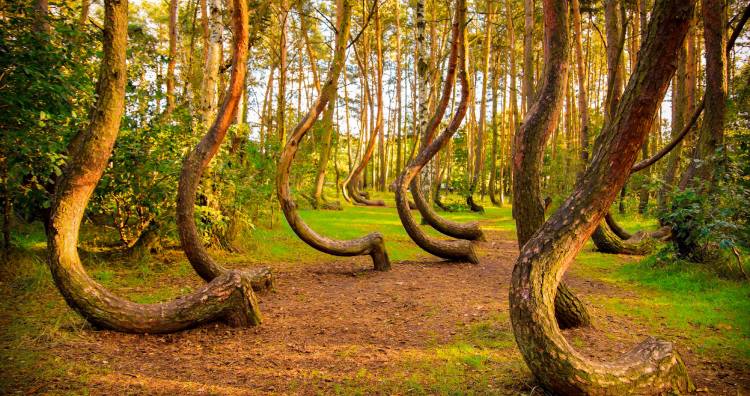 Crooked Forest, Poland