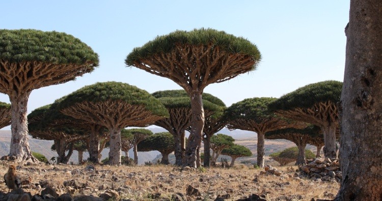 Dragon Blood Trees, Yemen