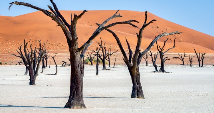 Deadvlei Forest, Namibia 