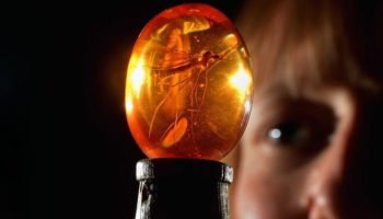 Picture 20 Lesser-known Facts About the Jurassic Park Movies