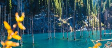 Unusual Forests