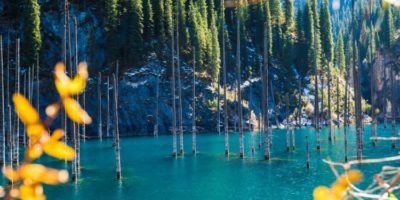 Picture 10 Unusual Forests Around the World