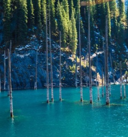 Picture 10 Unusual Forests Around the World