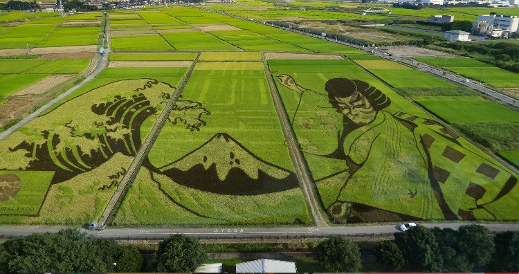Rice paddy art 
