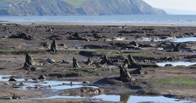 Forest of Borth