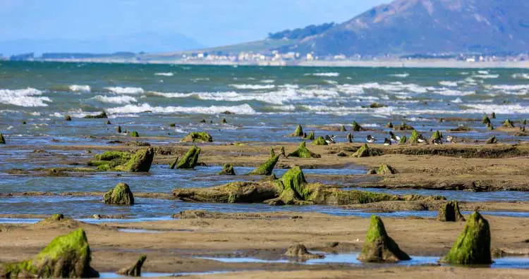 Forest of Borth