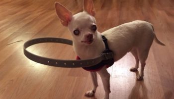 Picture 10 Unusual Inventions that Are Actually Wholesome