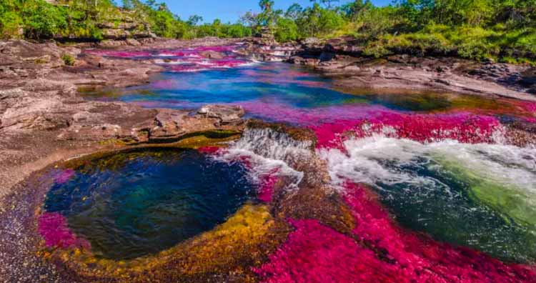 The cano cristales in colombia