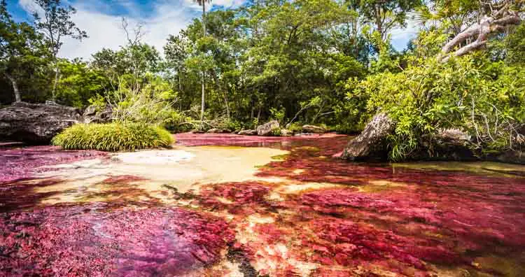 Caпo Cristales