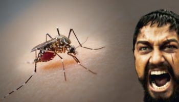 Picture Why Can’t We Simply Eradicate Mosquitoes?