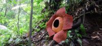 Picture 10 of the Biggest Flowering Plants in the World
