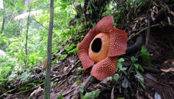 Picture 10 of the Biggest Flowering Plants in the World