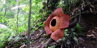 Picture 10 of the Biggest Flowering Plants in the World