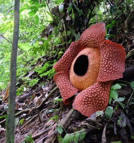 Picture 10 of the Biggest Flowering Plants in the World