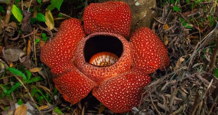 10 of the Biggest Flowering Plants in the World