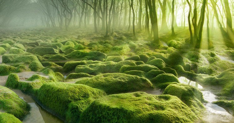 Moss Swamp, Romania 