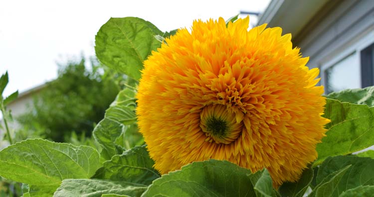 Giant sungold sunflower