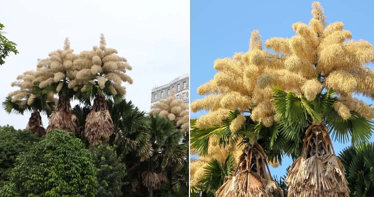 Talipot Palm