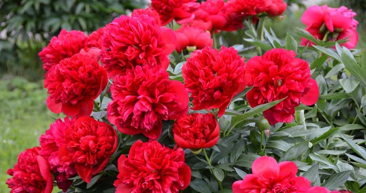 Red peony flowers