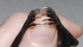 Picture Bats Don’t Have To Exert Energy To Hang Upside Down