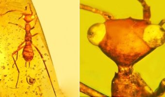 Picture 10 Amber Fossils that Are Incredibly Preserved