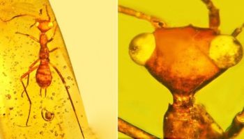 Picture 10 Amber Fossils that Are Incredibly Preserved