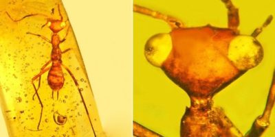 Picture 10 Amber Fossils that Are Incredibly Preserved