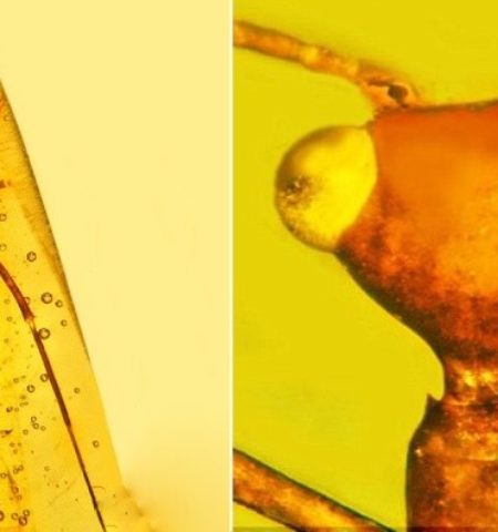 Picture 10 Amber Fossils that Are Incredibly Preserved