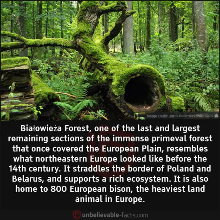 Białowieża Forest