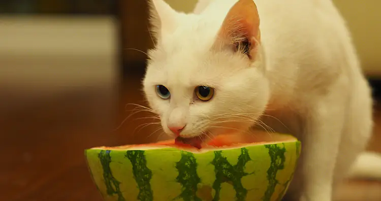 Cat eating melon