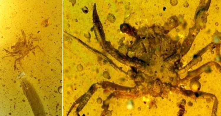 100 million years crab fossils