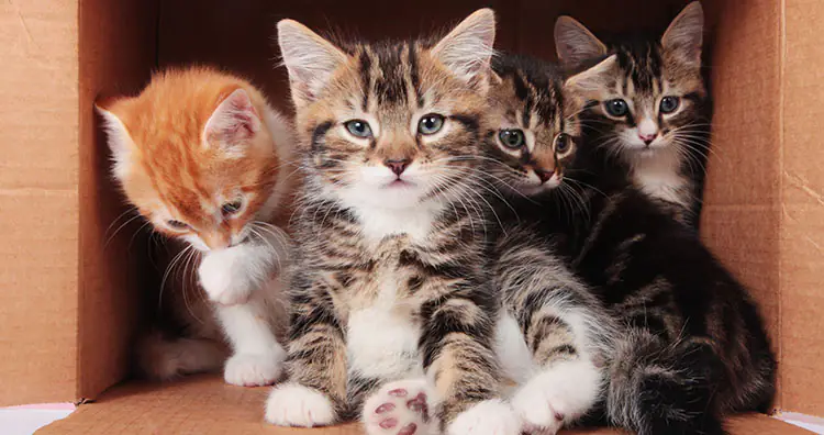 Box of kittens