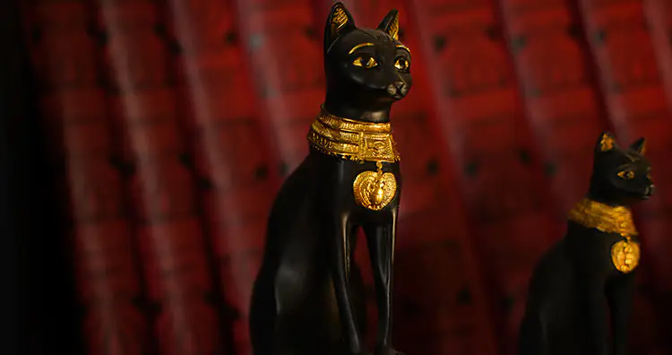 Egyptian pet cat