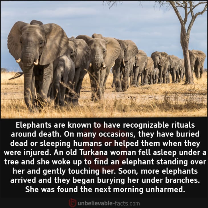 Elephants mourn death